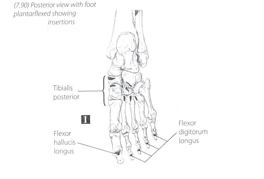 calves foot